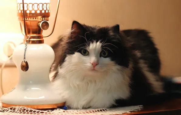Картинка кошка, фон, лампа