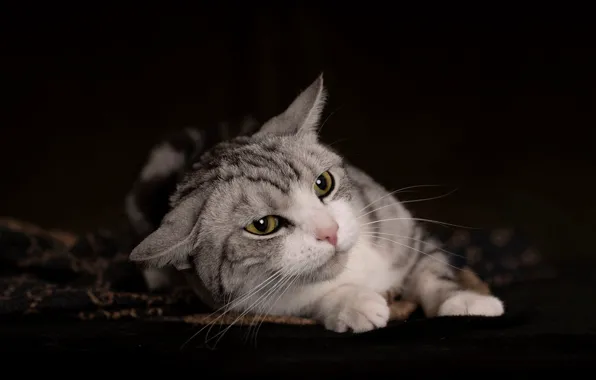 Кошка, кот, взгляд, поза, темный фон, портрет, лежит, мордашка