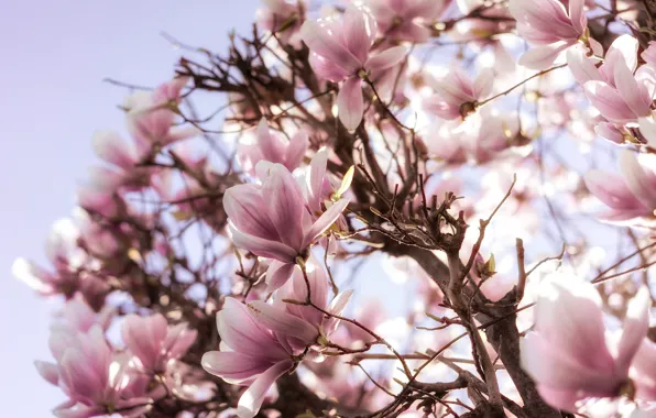 Дерево, розовый, весна, цветение, магнолия