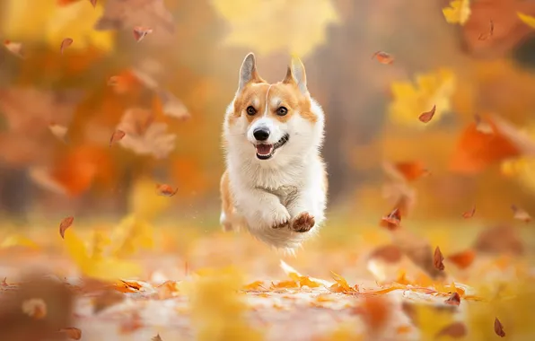Картинка осень, листья, настроение, прыжок, собака, полёт, прогулка, боке