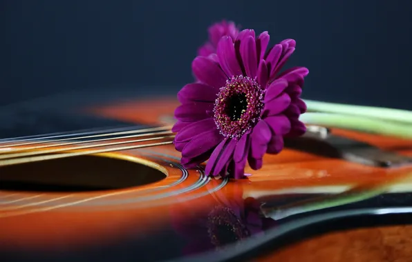 Цветок, фон, гитара
