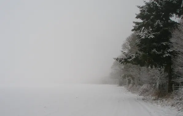 Картинка зима, лес, снег, деревья, природа, дерево, новый год, метель