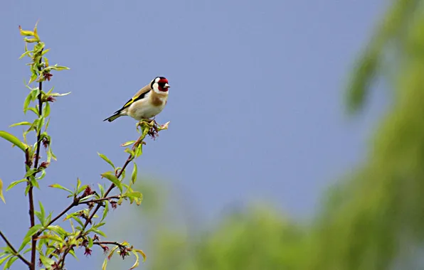 Animals, birds, goldfinch