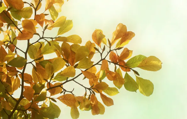 Осень, листья, деревья, ветки, природа, фото, обои на рабочий стол