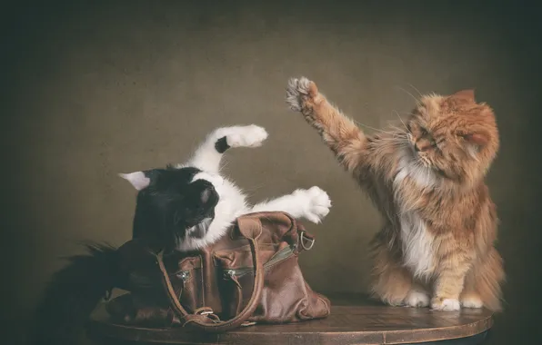 Кошка, кот, кошки, поза, стол, черно-белый, коты, игра