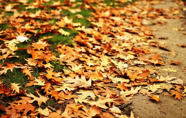 Осень, листья, дуб