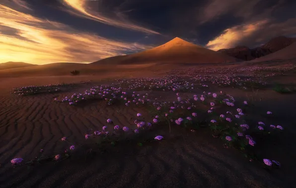 Картинка облака, свет, цветы, горы, природа, пустыня, дюны