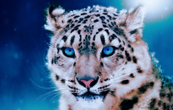 Winter, snow, Natur, a big cat