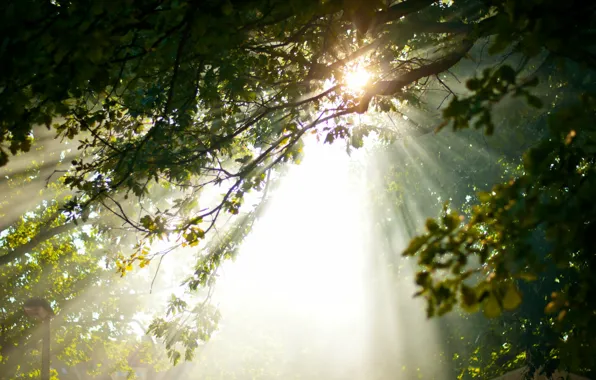 Свет, деревья, природа, утро