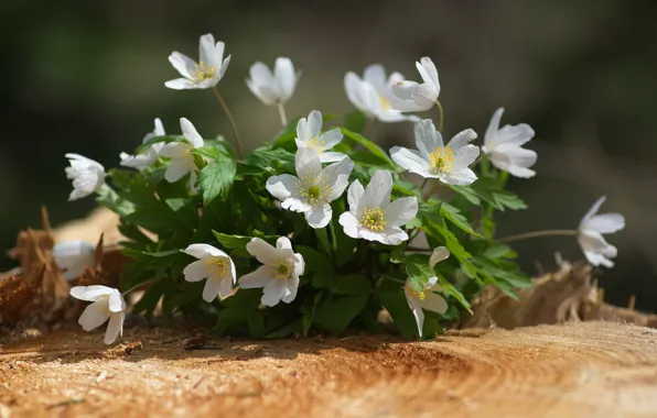Весна, цветочки, купальница