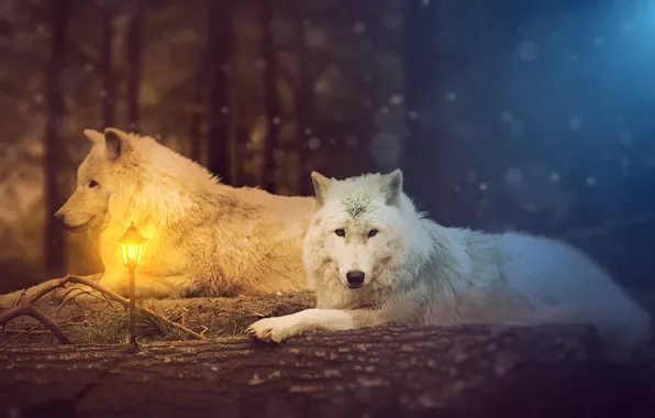 Mammal, white wolf, vertebrate, animal themes, one animal, no people