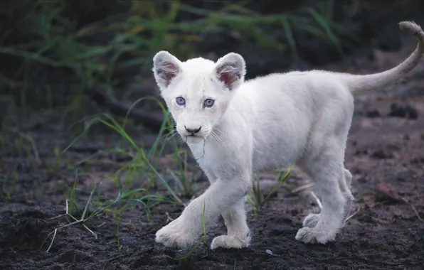 Кошка, белый, лев, white, cat, lion, львёнок, animal