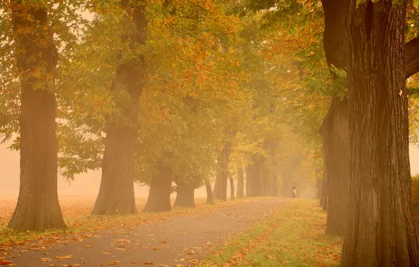 Картинка осень, деревья, туман, парк, настроение, дымка, прогулка, осенние обои