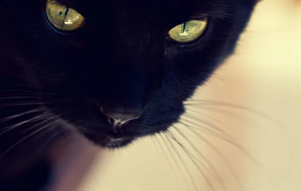 Картинка кошка, кот, морда, черная
