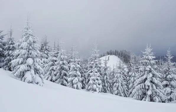 Зима, снег, деревья, пейзаж, елки, landscape, winter, snow