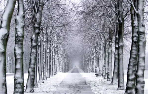 Картинка зима, деревья, парк