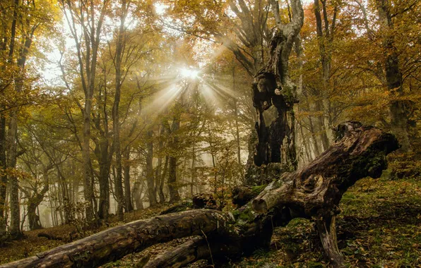 Картинка лес, солнце, лучи, деревья, Осень