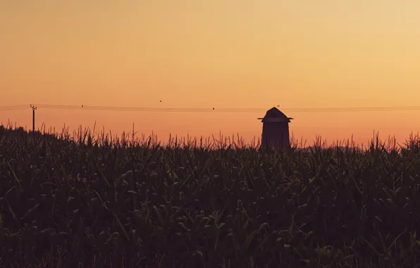 Twilight, birds, dusk, corn, barn, power line, farmland, corn field