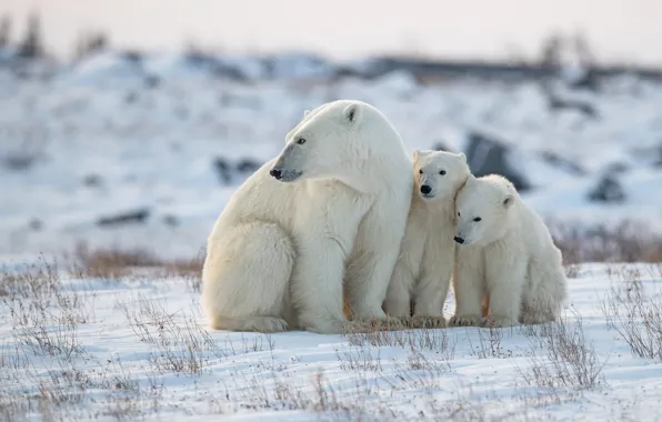 Картинка зима, снег, медвежата, медведица, Белые медведи, Полярные медведи
