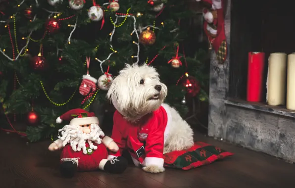 Игрушки, елка, собака, Новый Год, Рождество, Christmas, dog, 2018