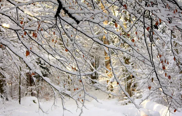 Картинка зима, лес, листья, снег, деревья, ветки, природа