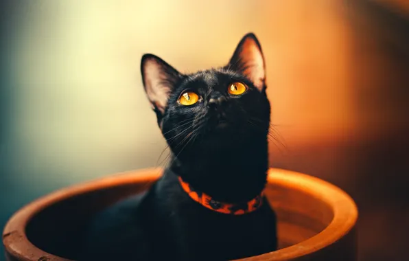 Кошка, глаза, кот, взгляд, морда, оранжевый, желтый, поза