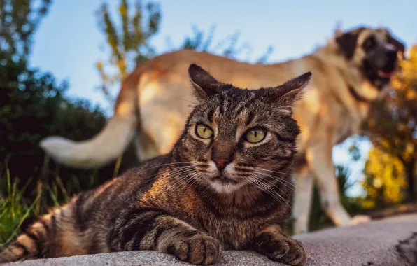 Кошка, небо, кот, взгляд, морда, свет, природа, поза