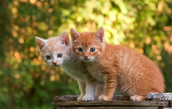Взгляд, свет, кошки, природа, поза, котенок, доски, рыжий