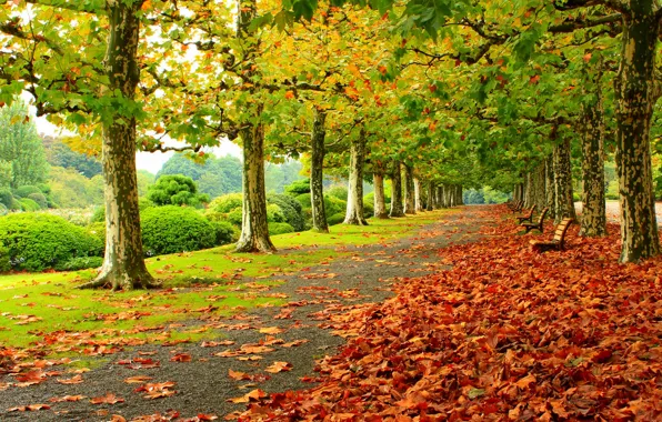Картинка осень, трава, листья, деревья, скамейка, природа, парк, colors