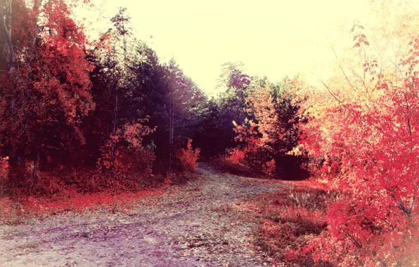 Дорога, осень, лес, деревья, листва
