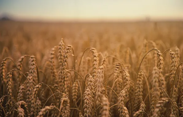 Природа, Поле, Ферма, Пшеница, Колоски, Field, Farm, Wheat