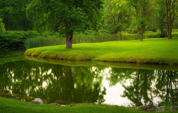 Картинка лето, трава, деревья, природа, парк, река, газон