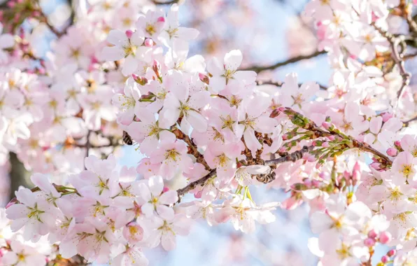 Картинка цветение, весна, сакура, дерево