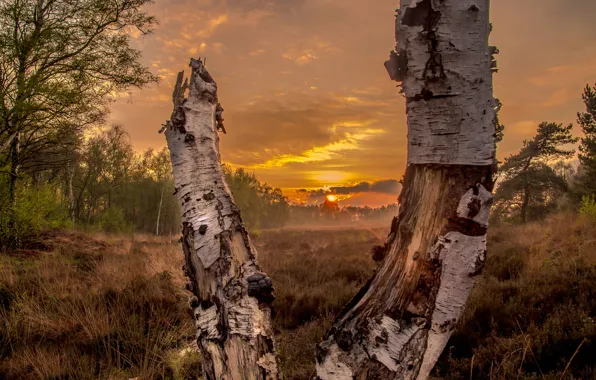 Поле, лес, солнце, закат, берёза, Sunset in the forrest