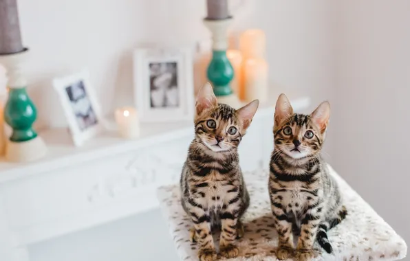 Grey, kitten, cat, kitty, little, cute, looking, fur