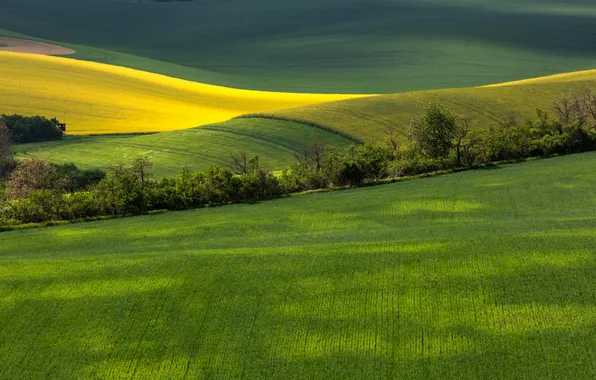 Land, plantation, plow, • field