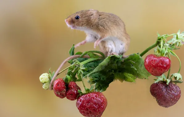 Ягоды, фон, мышка, клубника, грызун, Мышь-малютка, Harvest mouse