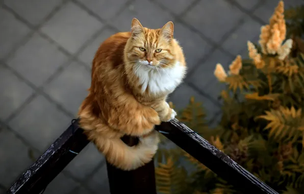 Кошка, взгляд, фон