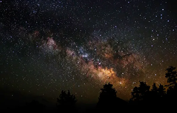 Космос, звезды, деревья, ночь, пространство, тени, млечный путь