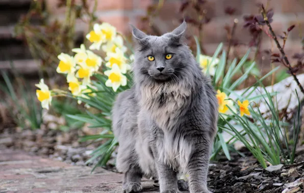 Кошка, кот, взгляд, морда, природа, серый, весна, сад