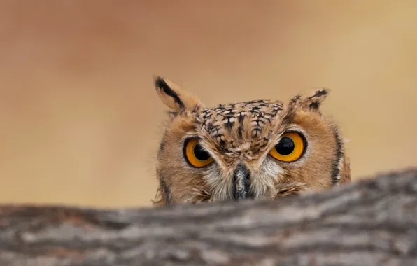 Картинка фон, сова, птица, боке, выглядывает