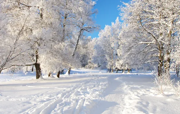 Картинка снег, деревья, дорожка