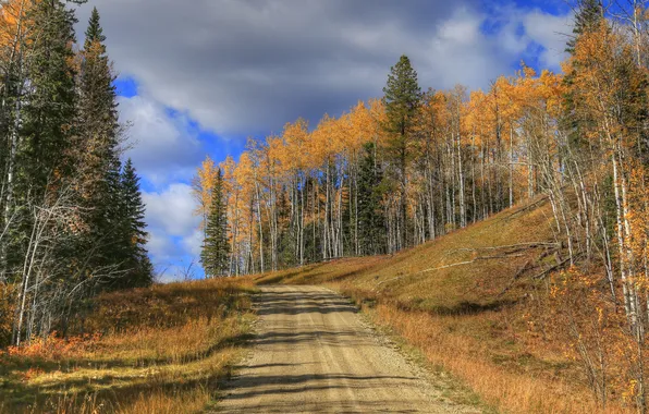 Дорога, осень, лес, небо, деревья
