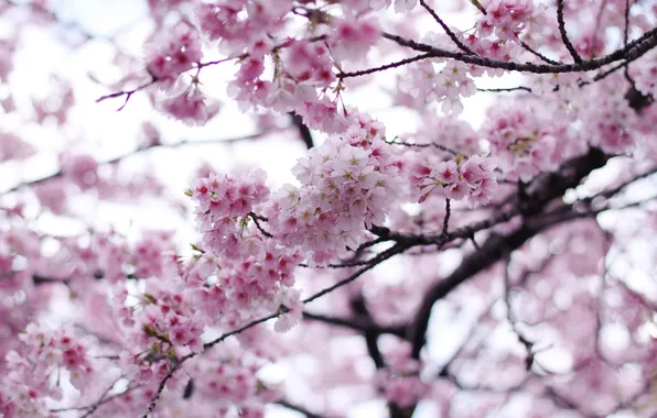 Картинка вишня, дерево, весна, сакура