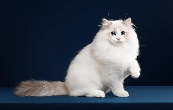 Картинка поза, взгляд, кошка, темный фон, котёнок, белый, мордочка, фотостудия