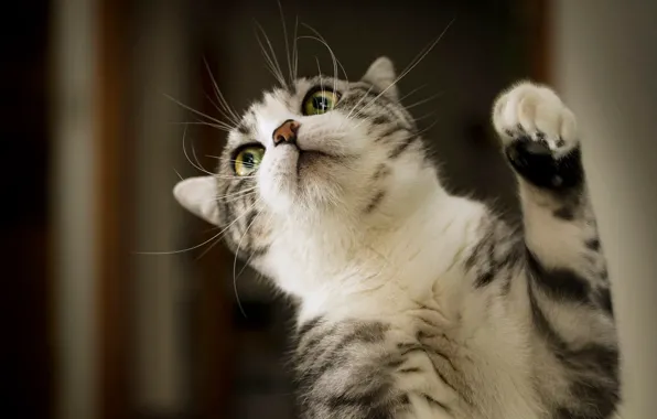 Кошка, кот, поза, котенок, фон, лапа, мордашка, шотландский