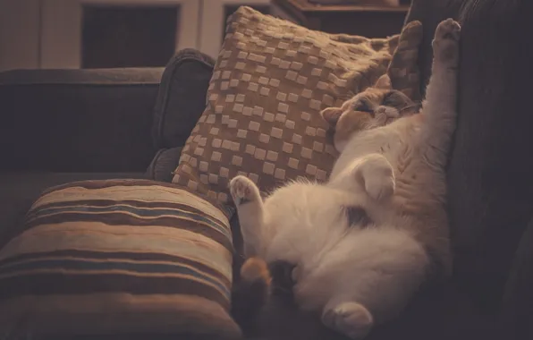 Картинка кот, сон, подушки, лежать
