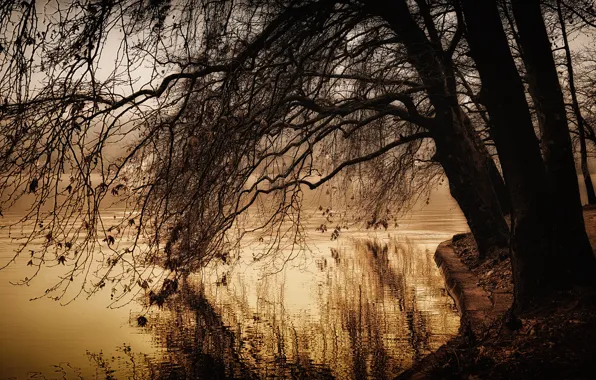 Картинка осень, озеро, пруд, парк, дерево