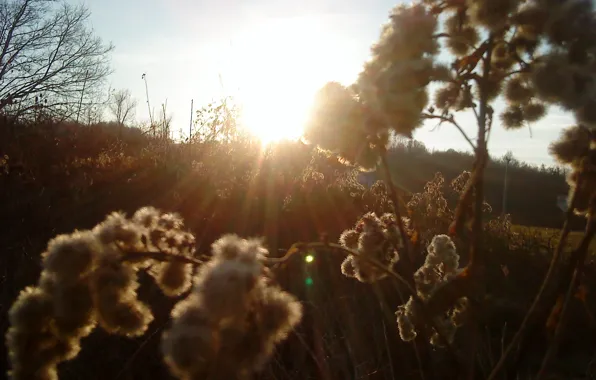 Grass, Sun, Meadow, shrubbery
