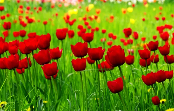 Картинка поле, весна, тюльпаны, красные, red, field, spring, Tulips